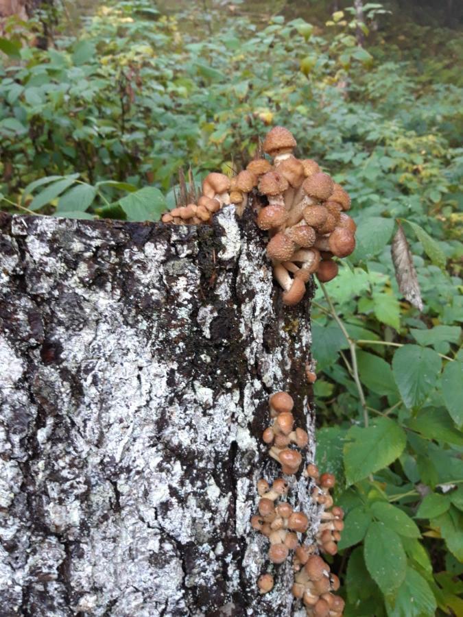 Appartamento Giada Pozzale Di Pieve Di Cadore Buitenkant foto